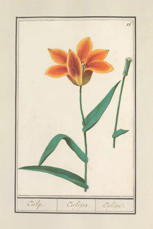 Tulp Tulipa 36 Wall Art by Anselmus Boëtius de Boodt - High-Resolution Digital Print