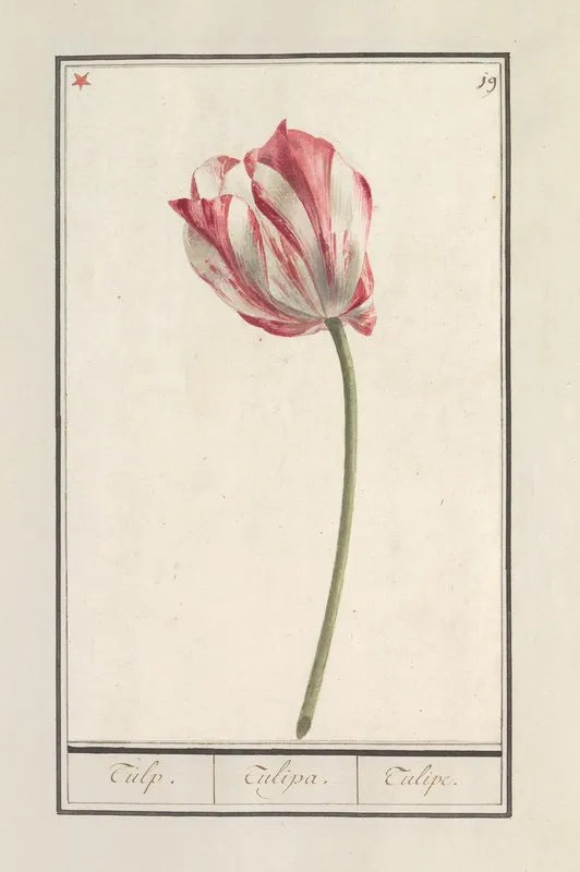 Tulp Tulipa 37 Wall Art by Anselmus Boëtius de Boodt - High-Resolution Digital Print