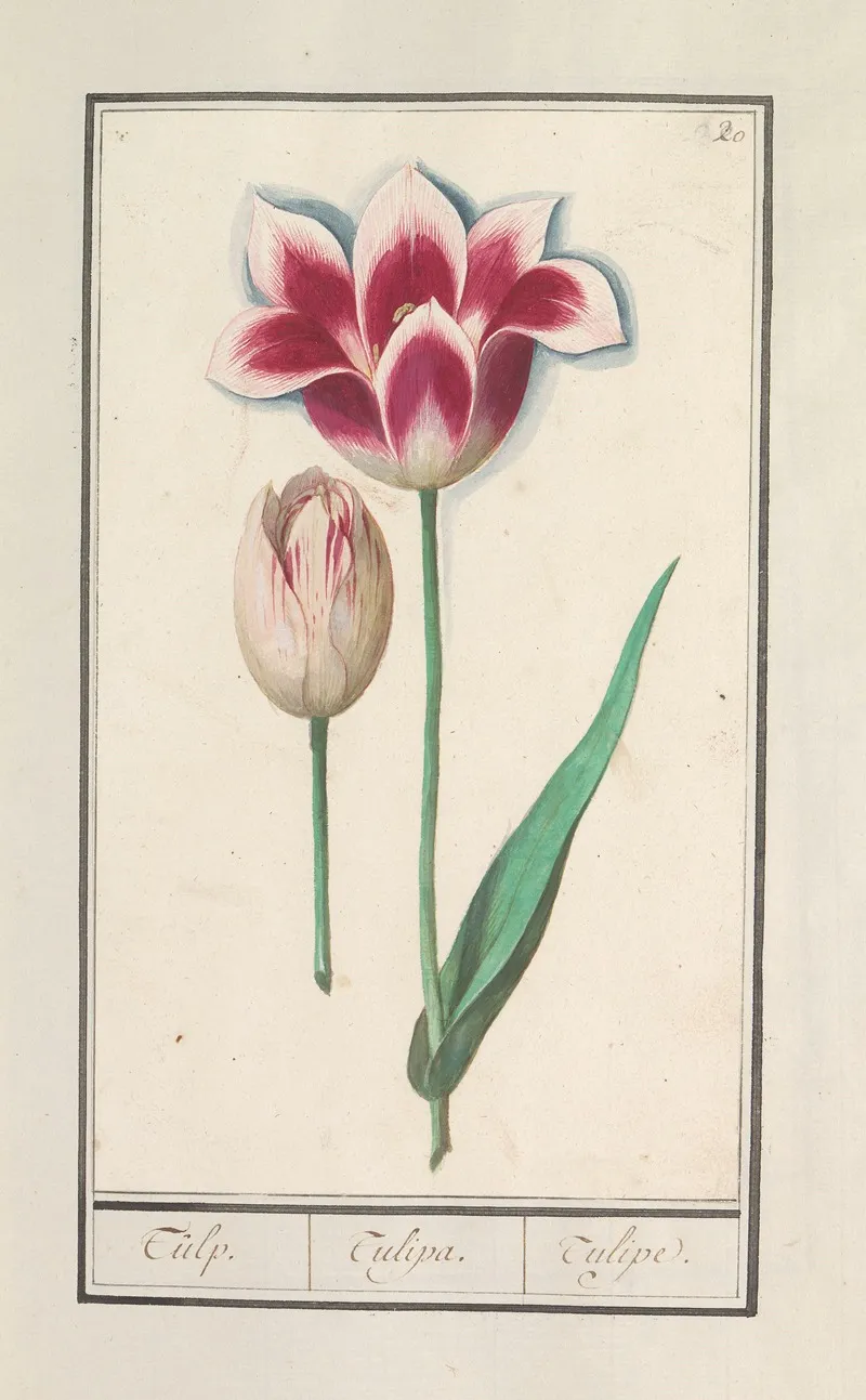 Tulp Tulipa 38 Wall Art by Anselmus Boëtius de Boodt - High-Resolution Digital Print