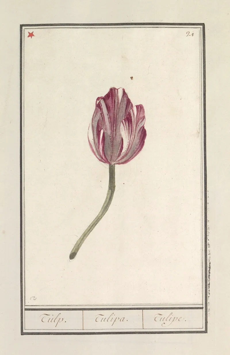 Tulp Tulipa 39 Wall Art by Anselmus Boëtius de Boodt - High-Resolution Digital Print