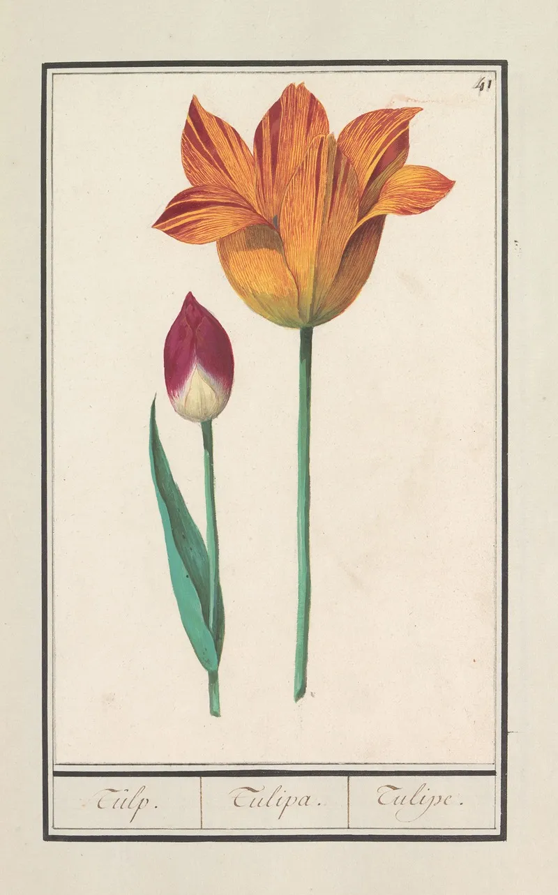 Tulp Tulipa 3 Wall Art by Anselmus Boëtius de Boodt - High-Resolution Digital Print