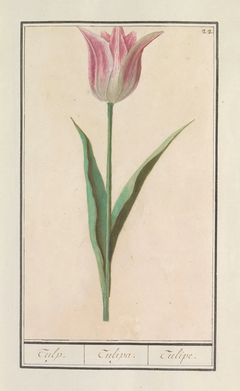 Tulp Tulipa 40 Wall Art by Anselmus Boëtius de Boodt - High-Resolution Digital Print