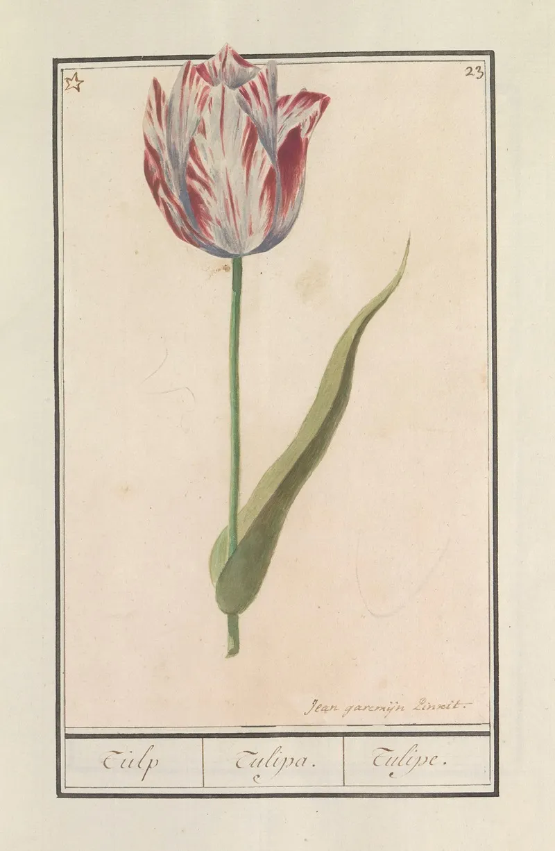 Tulp Tulipa 41 Wall Art by Anselmus Boëtius de Boodt - High-Resolution Digital Print