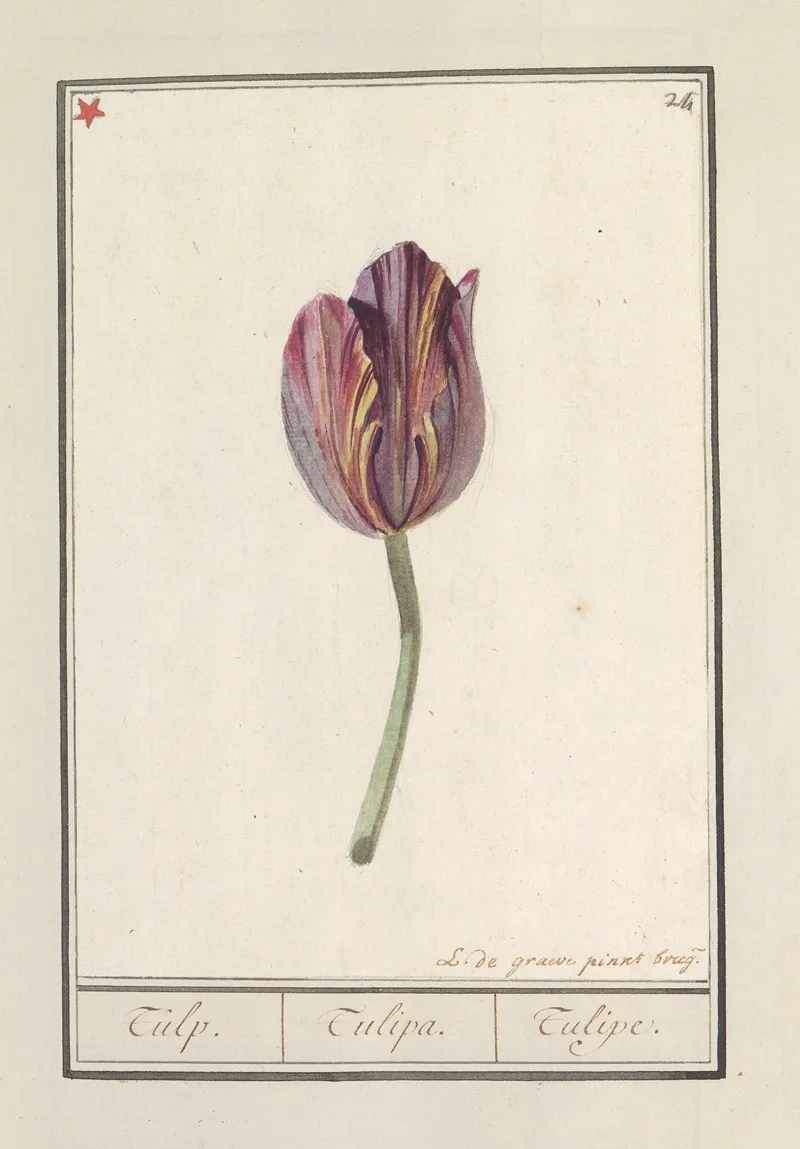 Tulp Tulipa 42 Wall Art by Anselmus Boëtius de Boodt - High-Resolution Digital Print
