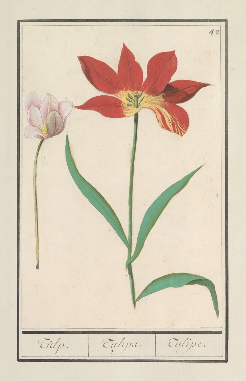 Tulp Tulipa 4 Wall Art by Anselmus Boëtius de Boodt - High-Resolution Digital Print