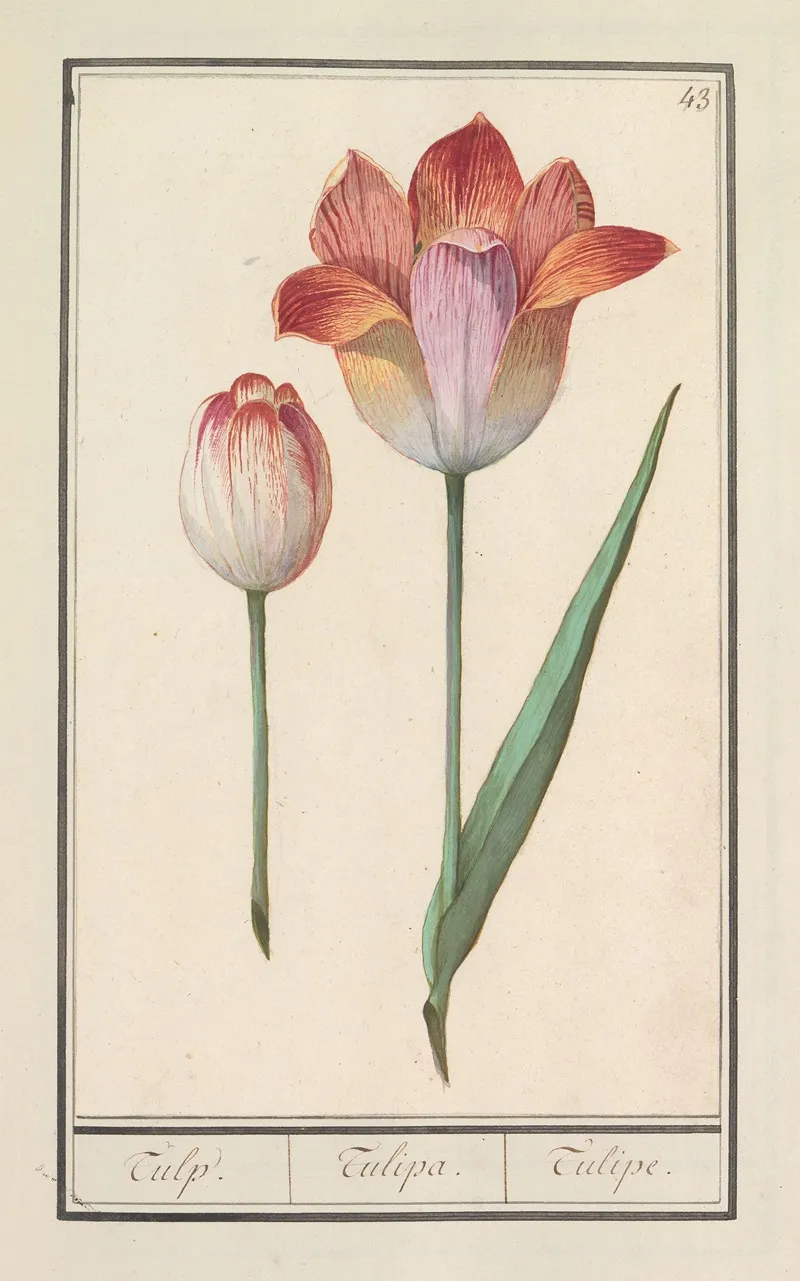 Tulp Tulipa 5 Wall Art by Anselmus Boëtius de Boodt - High-Resolution Digital Print