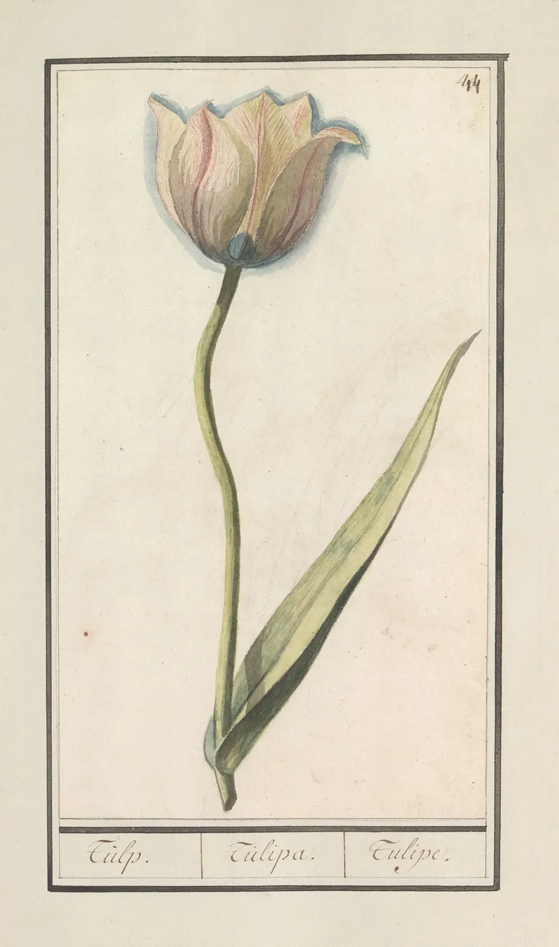 Tulp Tulipa 6 Wall Art by Anselmus Boëtius de Boodt - High-Resolution Digital Print