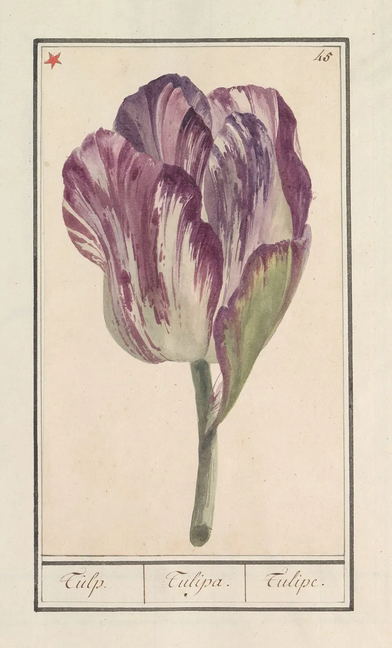 Tulp Tulipa 7 Wall Art by Anselmus Boëtius de Boodt - High-Resolution Digital Print