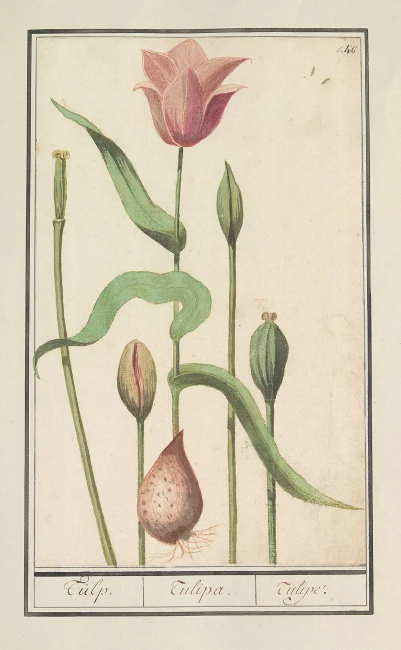Tulp Tulipa 8 Wall Art by Anselmus Boëtius de Boodt - High-Resolution Digital Print