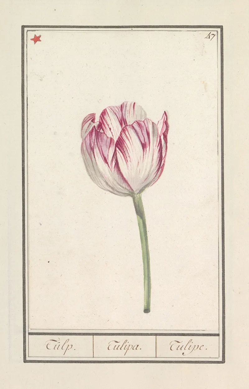 Tulp Tulipa 9 Wall Art by Anselmus Boëtius de Boodt - High-Resolution Digital Print