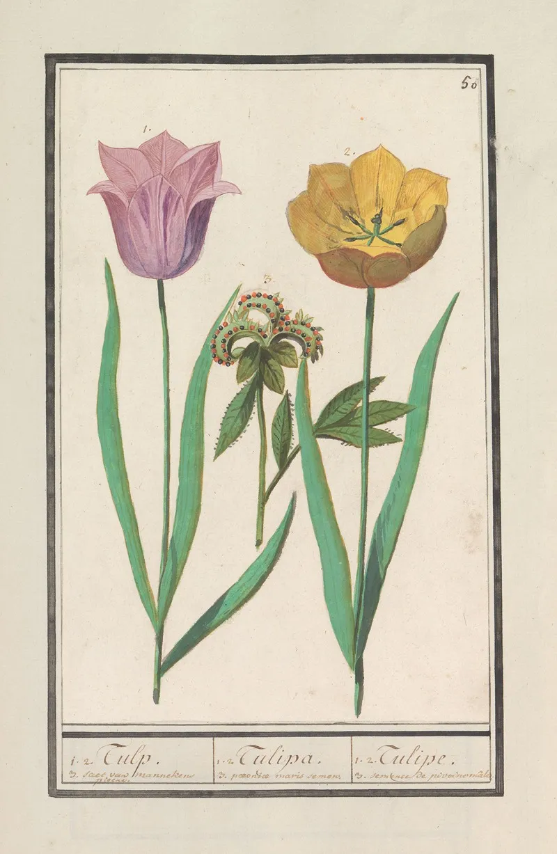 Tulp Tulipa En Pioenroos Paeonia Wall Art by Anselmus Boëtius de Boodt - High-Resolution Digital Print