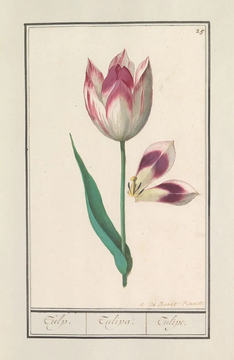 Tulp Tulipa Wall Art by Anselmus Boëtius de Boodt - High-Resolution Digital Print