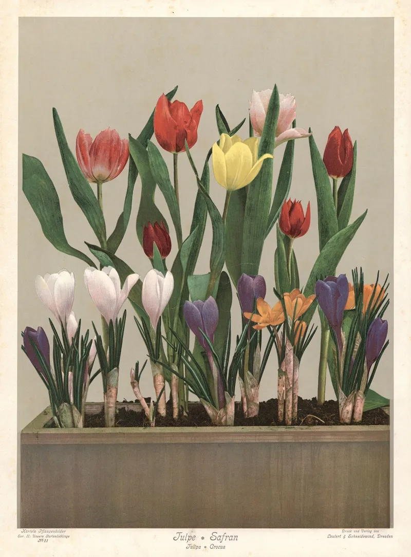 Tulpe Safran Tulipa Crocus Wall Art by Leutert &amp; Schneidewind - High-Resolution Digital Print