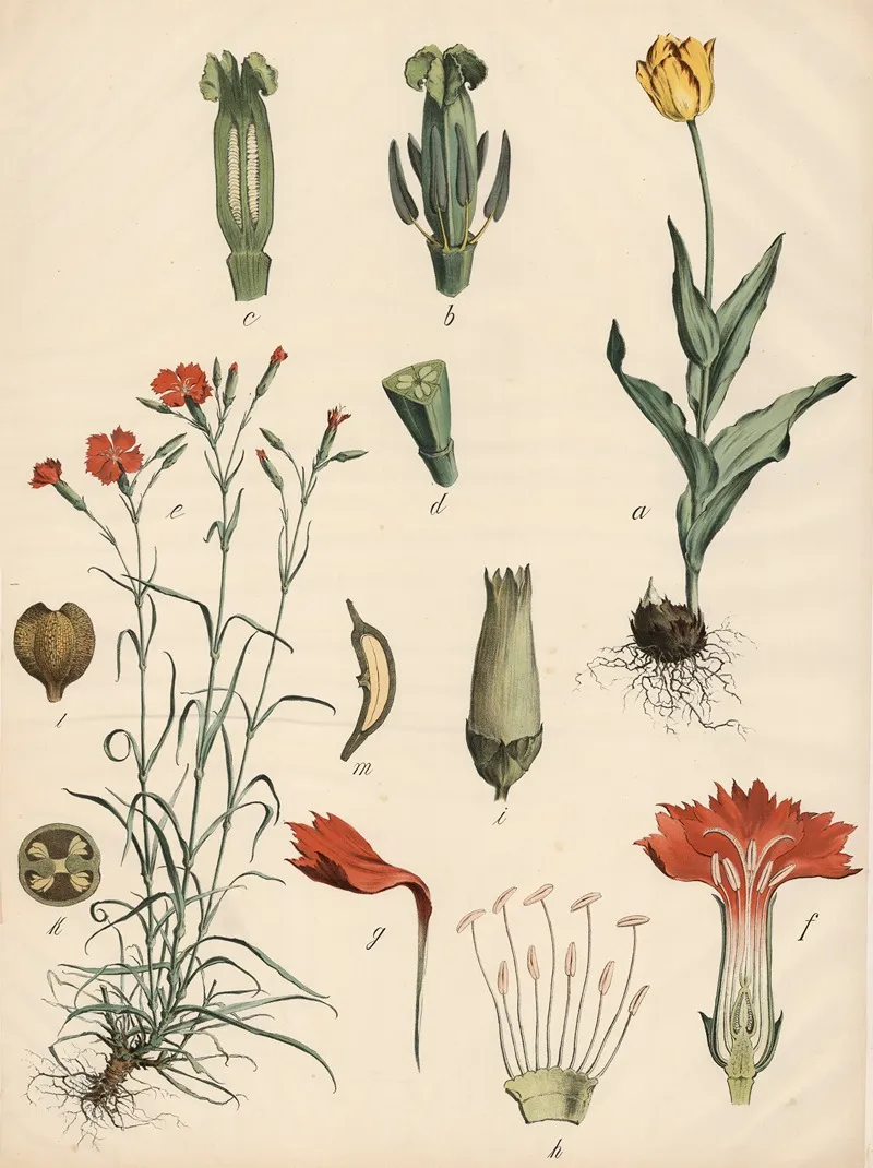 Tulpe U Nelke Wall Art by Franz Engleder - High-Resolution Digital Print