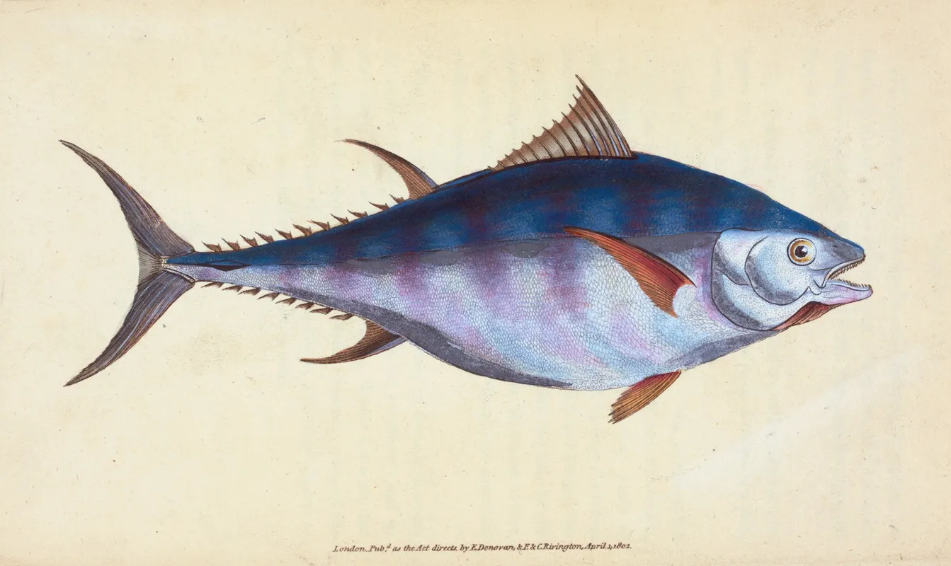 Tunny Scomber Thynnus Wall Art by Edward Donovan - High-Resolution Digital Print