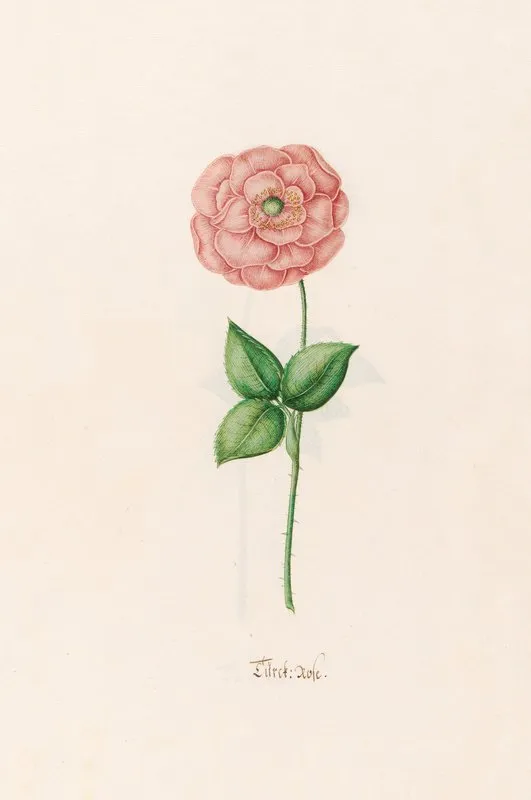 Turck Rose 2 Wall Art by Magdelena Rosina Funck - High-Resolution Digital Print