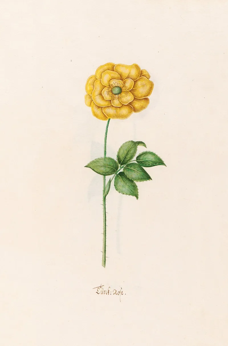 Turck Rose Wall Art by Magdelena Rosina Funck - High-Resolution Digital Print