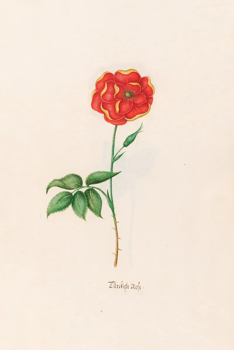 Turckishe Rose Wall Art by Magdelena Rosina Funck - High-Resolution Digital Print