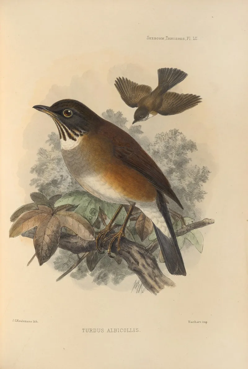 Turdus Albicollis Wall Art by Henry Seebohm - High-Resolution Digital Print