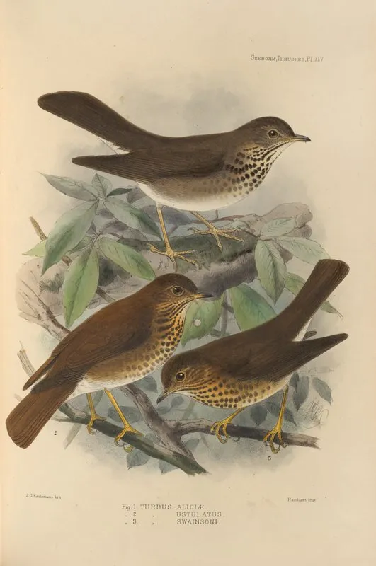 Turdus Aliciae Turdus Ustulatus Turdus Swainsoni Wall Art by Henry Seebohm - High-Resolution Digital Print