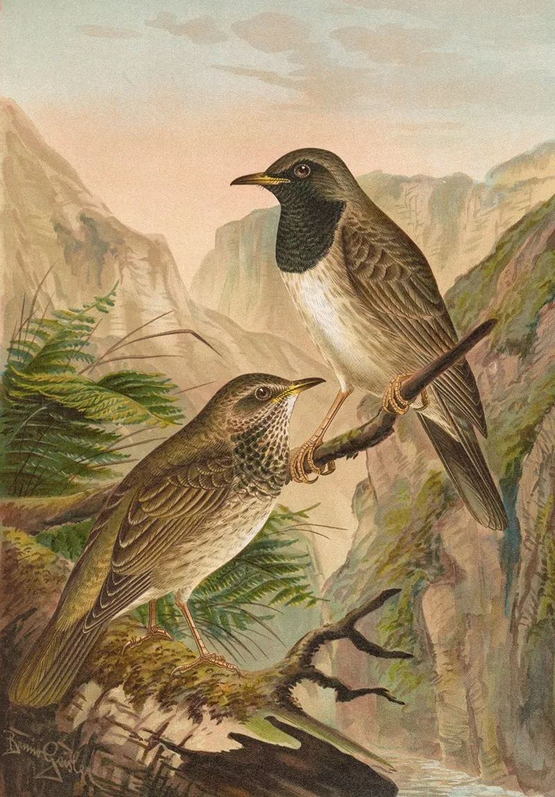 Turdus Atrigularis Wall Art by Johann Friedrich Naumann - High-Resolution Digital Print
