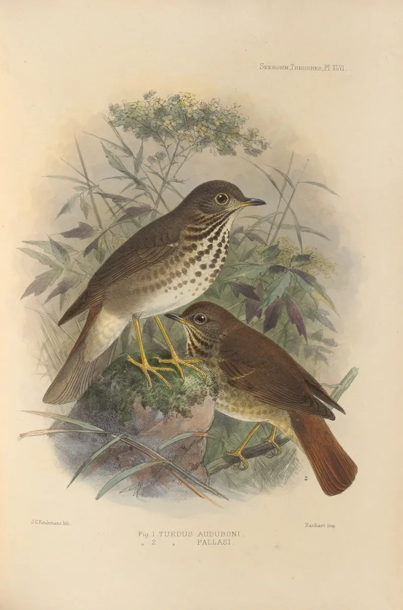 Turdus Auduboni Turdus Pallasi Wall Art by Henry Seebohm - High-Resolution Digital Print