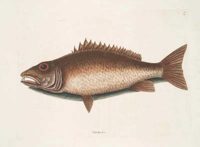 Turdus C The Mangrove Snapper Wall Art by Mark Catesby - High-Resolution Digital Print