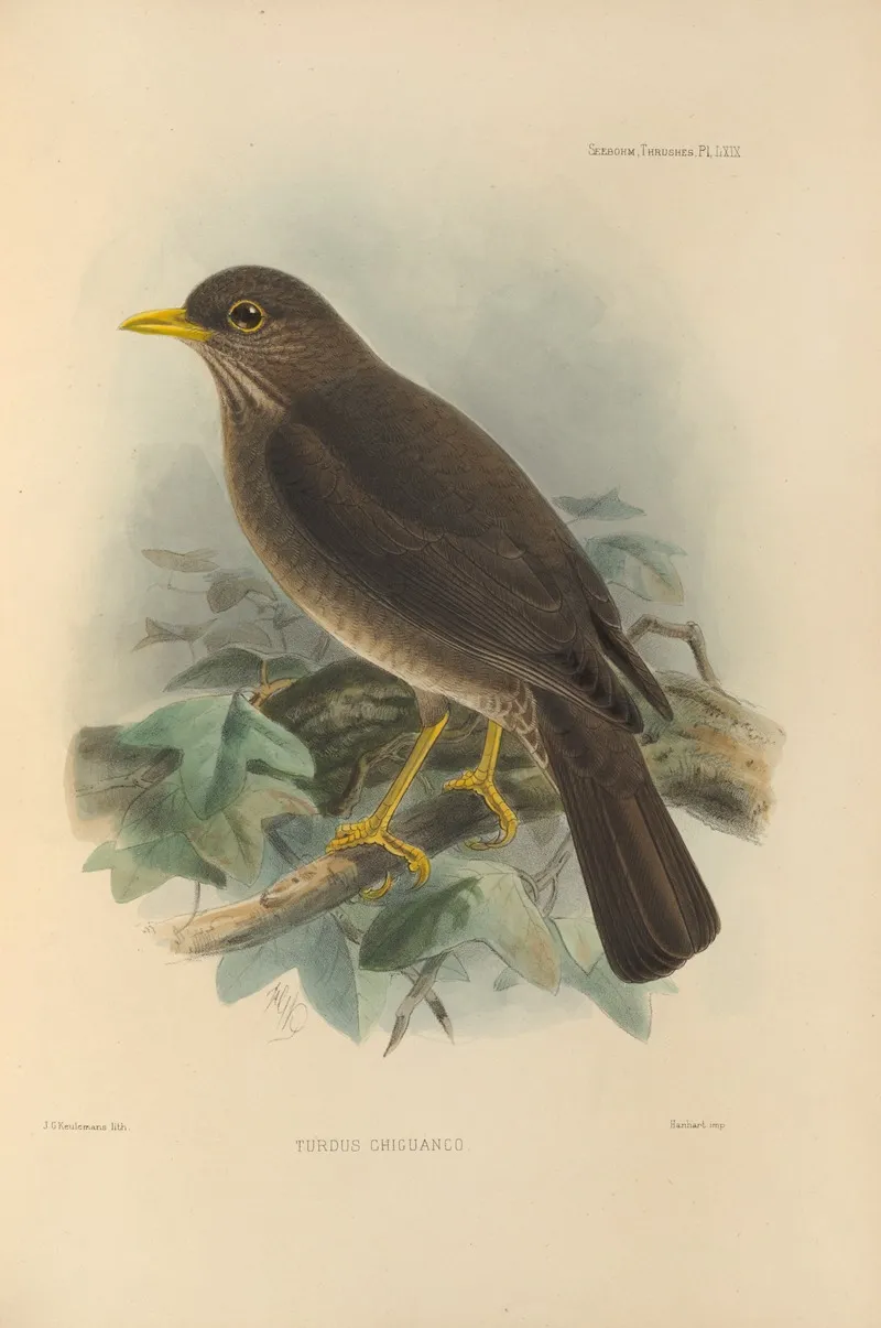 Turdus Chiguanco Wall Art by Henry Seebohm - High-Resolution Digital Print