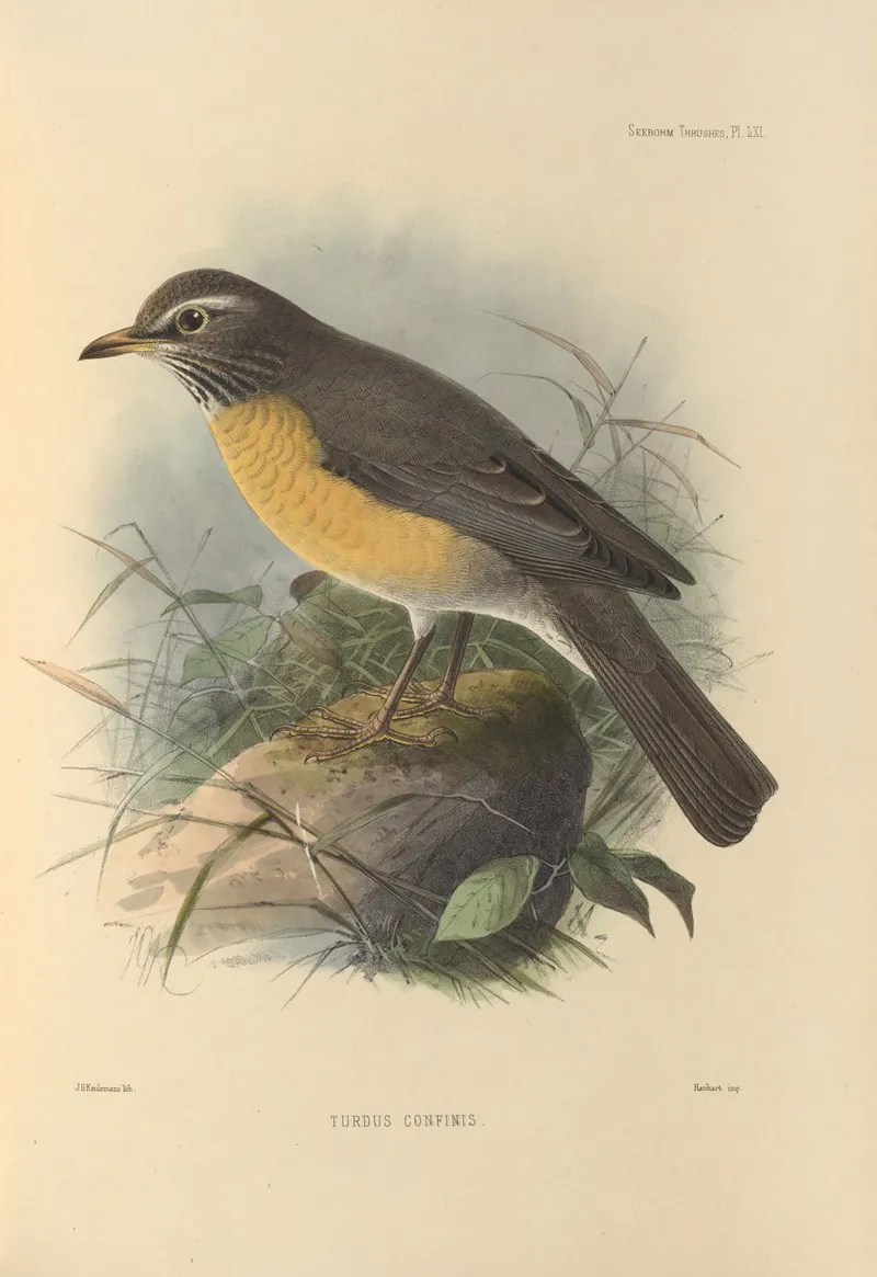 Turdus Confinis Wall Art by Henry Seebohm - High-Resolution Digital Print