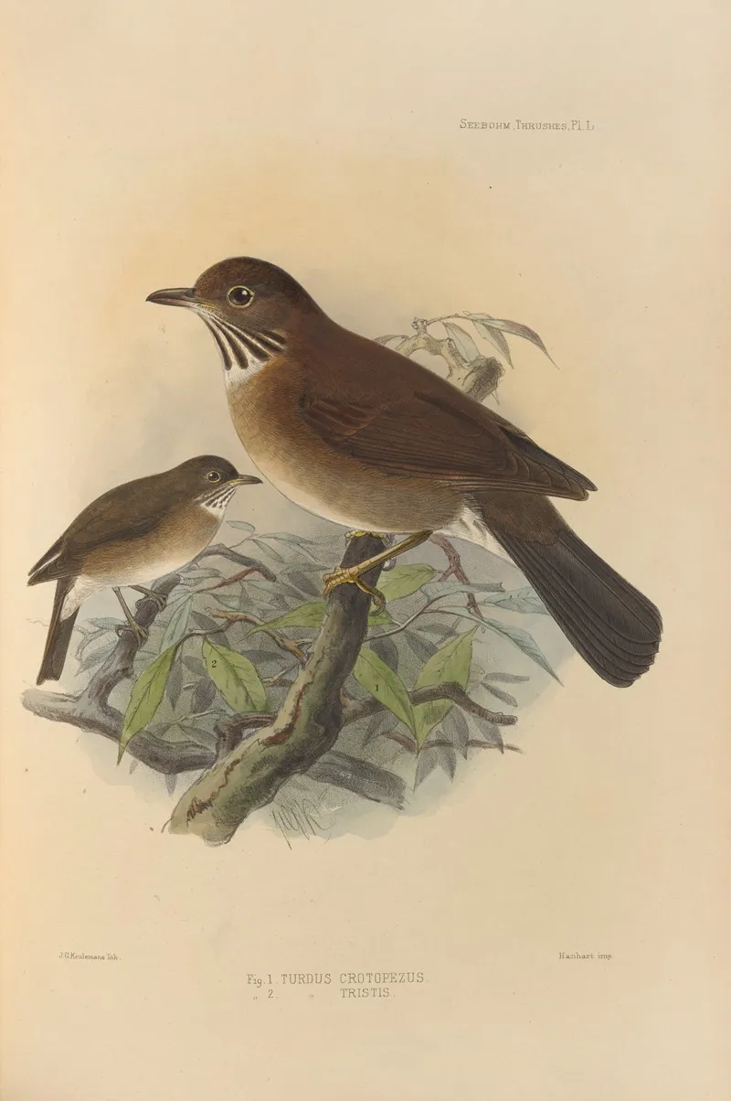 Turdus Crotopezus Turdus Tristis Wall Art by Henry Seebohm - High-Resolution Digital Print