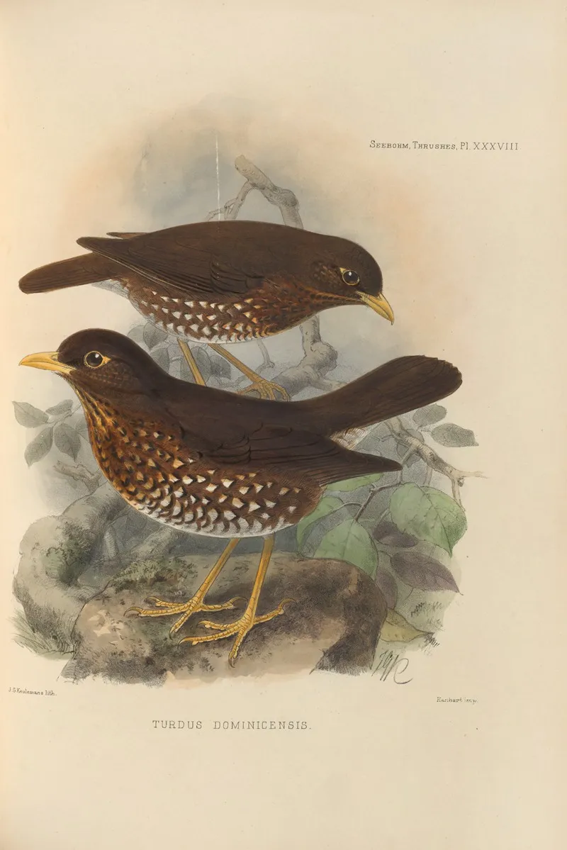 Turdus Dominicensis Wall Art by Henry Seebohm - High-Resolution Digital Print