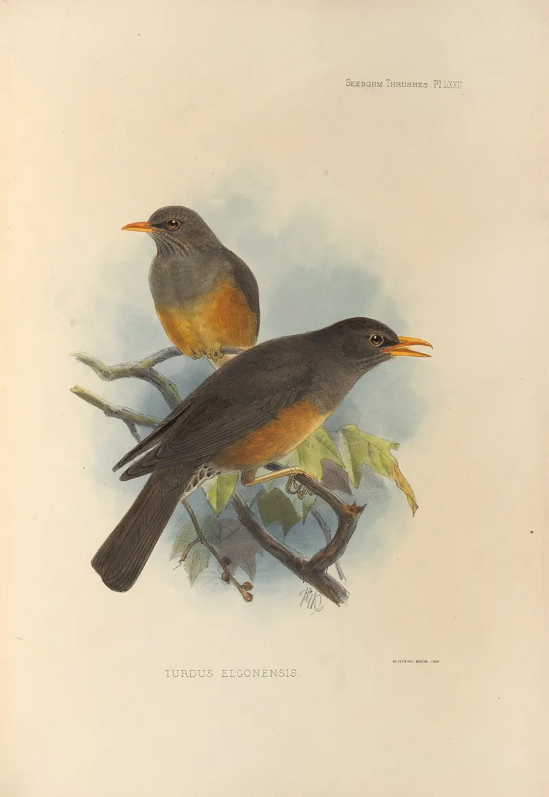 Turdus Elgonensis Wall Art by Henry Seebohm - High-Resolution Digital Print