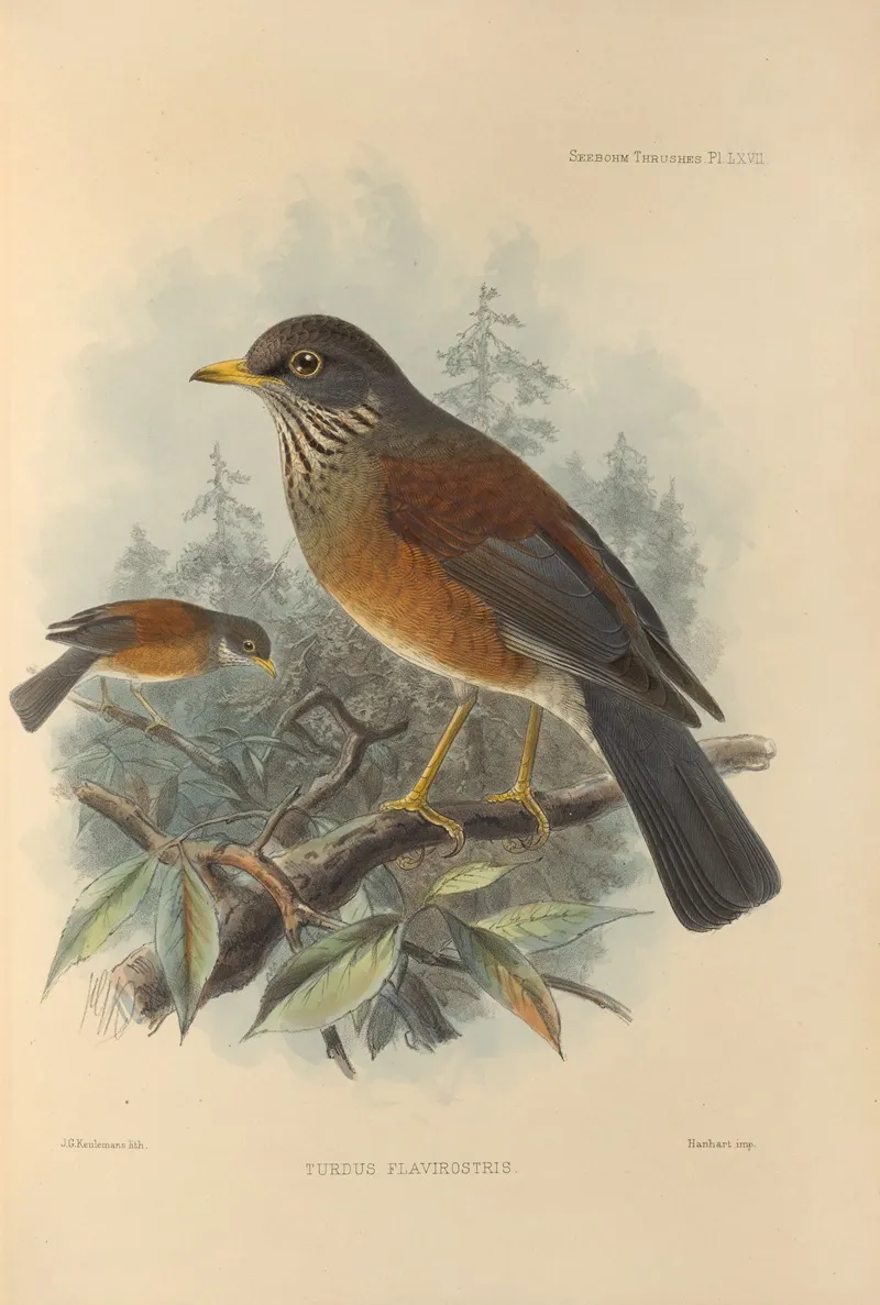 Turdus Flavirostris Wall Art by Henry Seebohm - High-Resolution Digital Print