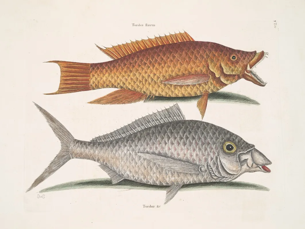 Turdus Flavus The Hog Fish Turdus C The Shad Wall Art by Mark Catesby - High-Resolution Digital Print