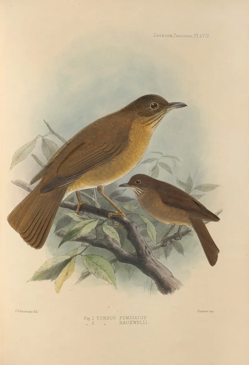 Turdus Fumigatus Turdus Hauxwelli Wall Art by Henry Seebohm - High-Resolution Digital Print