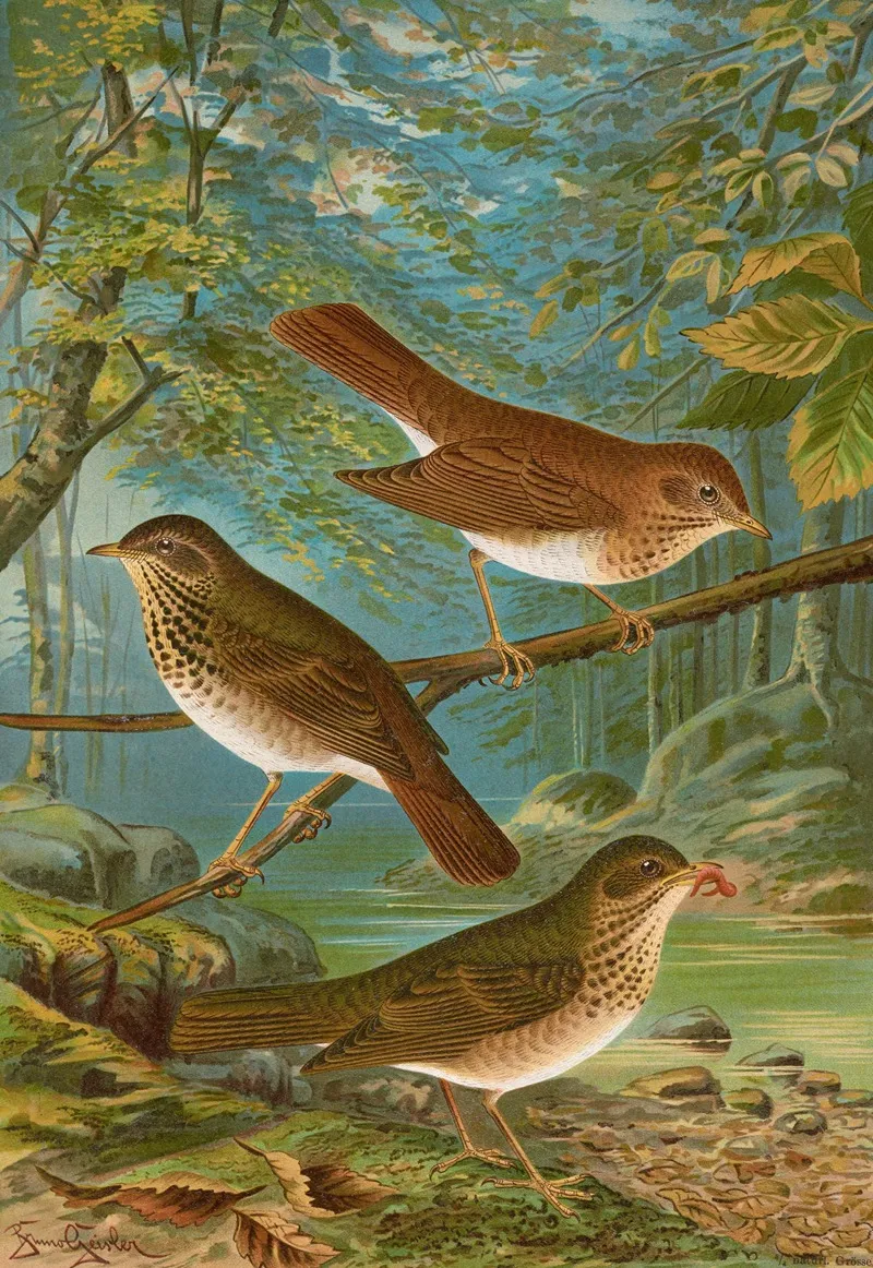 Turdus Fuscescens Turdus Pallassii Turdus Swainsonii Wall Art by Johann Friedrich Naumann - High-Resolution Digital Print