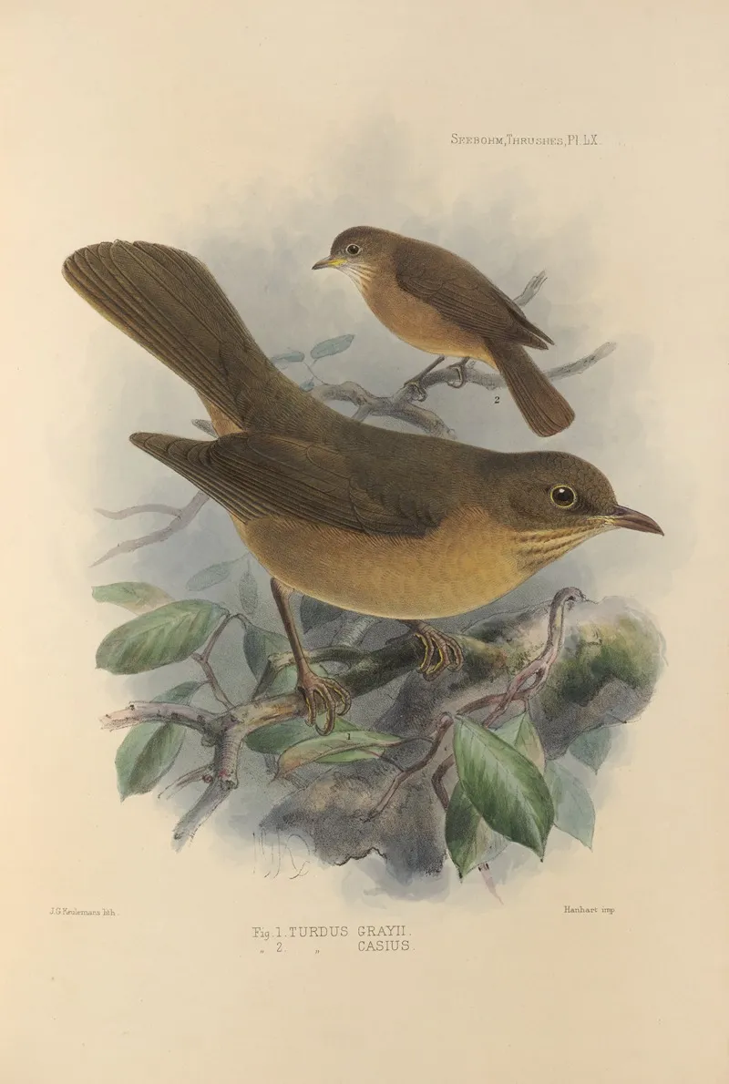 Turdus Grayii Turdus Casius Wall Art by Henry Seebohm - High-Resolution Digital Print