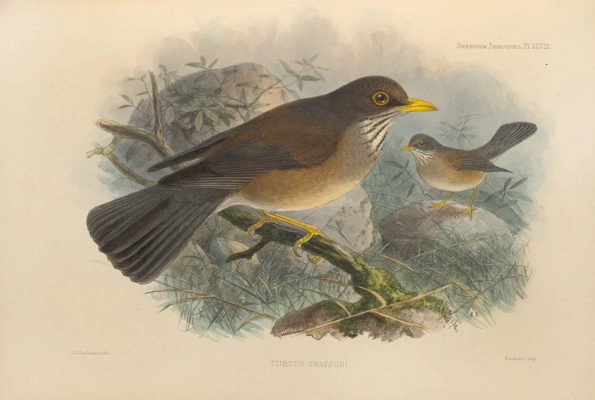 Turdus Graysoni Wall Art by Henry Seebohm - High-Resolution Digital Print