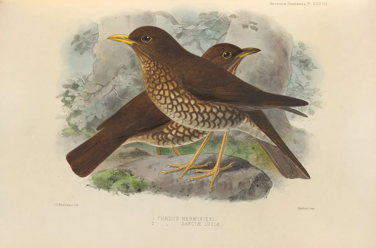Turdus Herminieri Turdus Sanctae Luciae Wall Art by Henry Seebohm - High-Resolution Digital Print