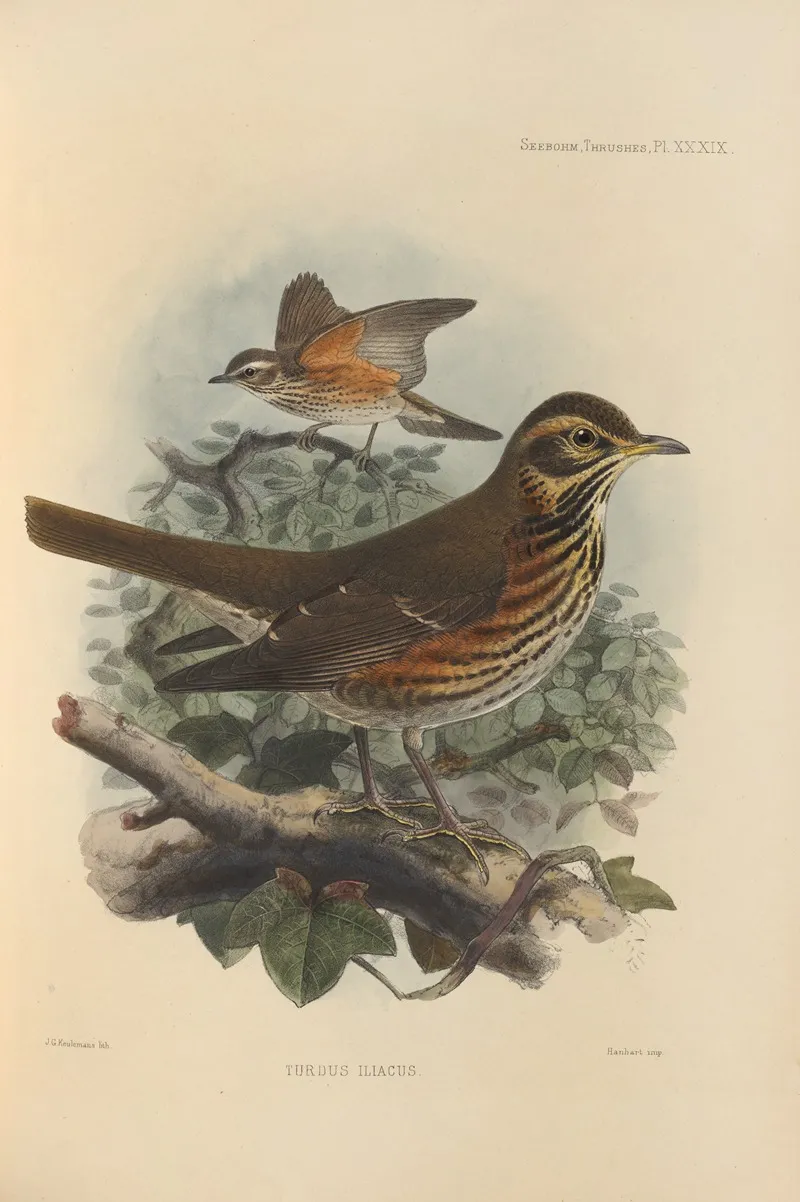 Turdus Iliacus 2 Wall Art by Henry Seebohm - High-Resolution Digital Print