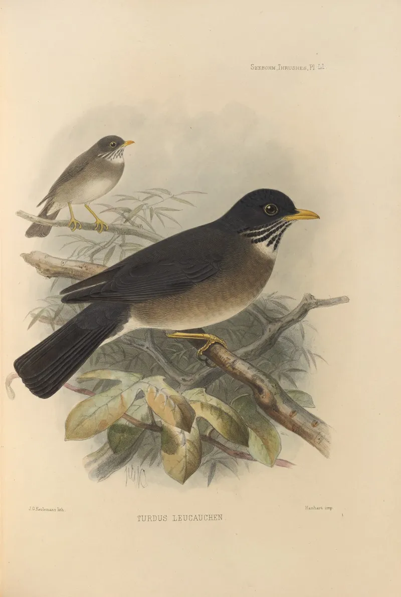 Turdus Leucauchen Wall Art by Henry Seebohm - High-Resolution Digital Print
