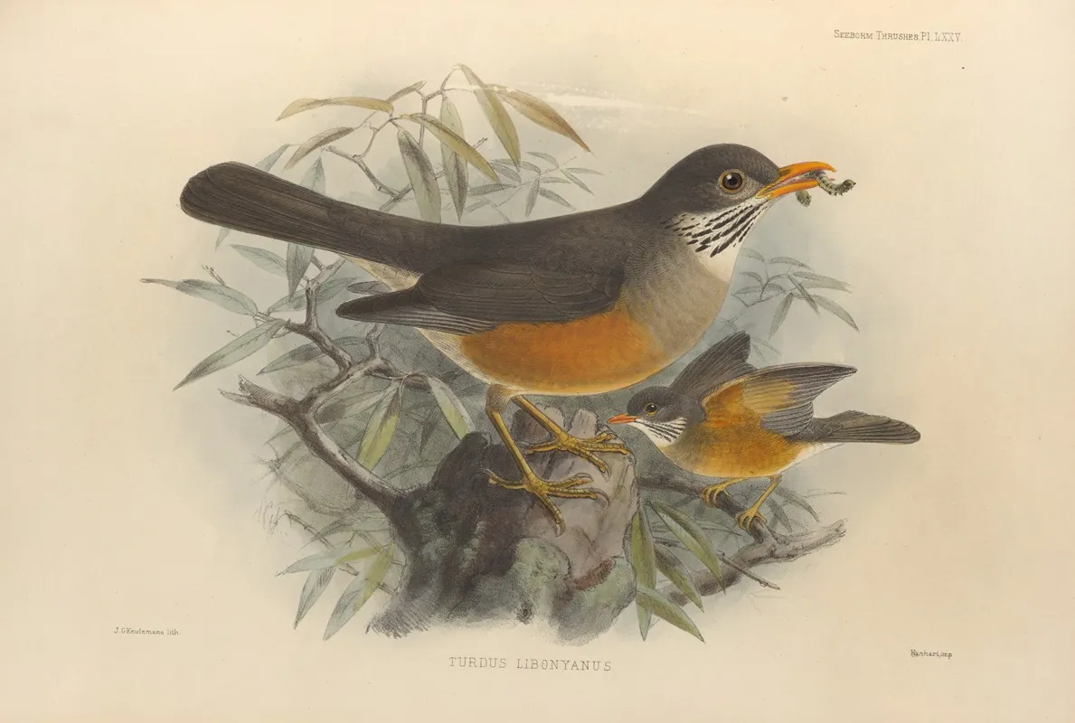 Turdus Libonyanus Wall Art by Henry Seebohm - High-Resolution Digital Print