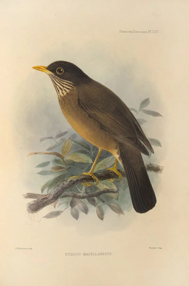 Turdus Magellanicus Wall Art by Henry Seebohm - High-Resolution Digital Print
