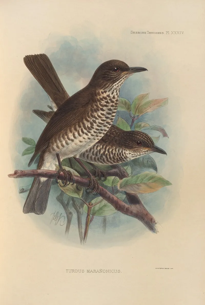 Turdus Maranonicus Wall Art by Henry Seebohm - High-Resolution Digital Print