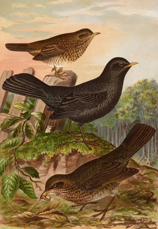 Turdus Merula Wall Art by Johann Friedrich Naumann - High-Resolution Digital Print