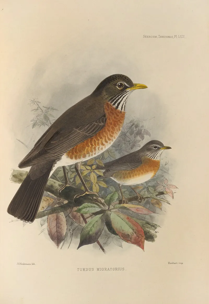 Turdus Migratorius 2 Wall Art by Henry Seebohm - High-Resolution Digital Print