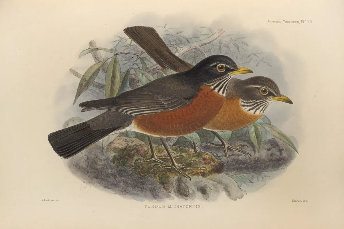 Turdus Migratorius 3 Wall Art by Henry Seebohm - High-Resolution Digital Print