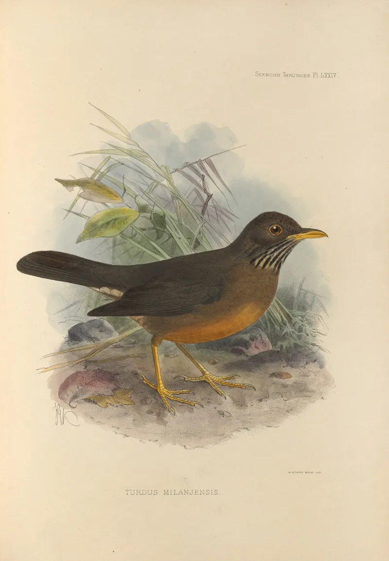 Turdus Milanjensis Wall Art by Henry Seebohm - High-Resolution Digital Print