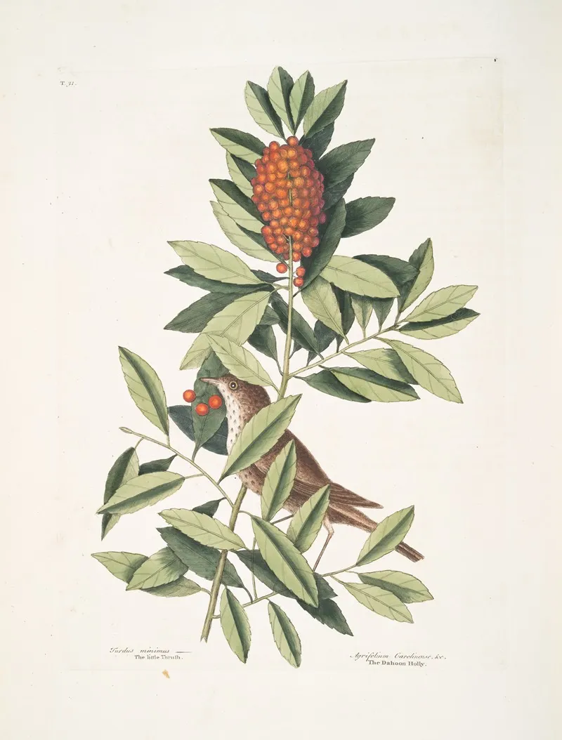 Turdus Minimus The Little Thruth Agrifolium Carolinense Foliis Dentatis Baccis Rubris The Dahoon Holly Wall Art by Mark Catesby - High-Resolution Digital Print