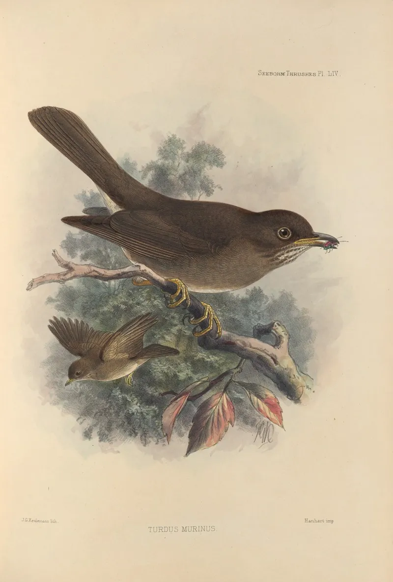 Turdus Murinus Wall Art by Henry Seebohm - High-Resolution Digital Print
